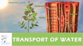 TRANSPORT OF WATER