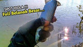 Ribuan Belanak Ngumpul Disini‼️Mancing Di Spot Auto STRIKE