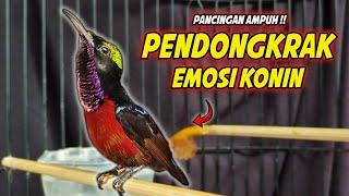 KONIN GACOR FULL BONGKAR ISIAN BIKIN EMOSI !! PANCINGAN KOLIBRI NINJA AGAR CEPAT BUNYI