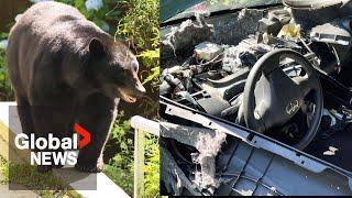 Big black bear locked in small hot car in BC, destroys Toyota's interior from escape attempt