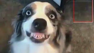 Dogs Smile For Camera Compilation । Say cheese