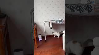 #веля #cat #голдазаподписку #funny #а4 #pets #edit #animals #standoff2 #cute