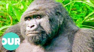 This Movie About Gorillas In Zaire took SEVEN Years To Make (Incredible Story) | Our World