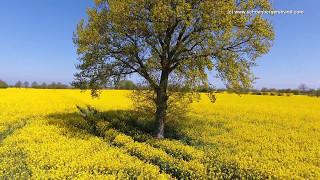 Rapsblüte Ostseebad Schönberg Teil II