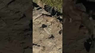 Markhors Fight Scene In Chitral Gol National Park #shorts