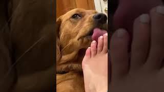 ASMR toe licking #puppy #feet #toes #asmr