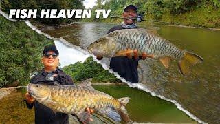 Mancing Ikan Hampala Terbesar di Sungai Pedalaman Kalimantan | Fishing for Biggest Hampala | 2023