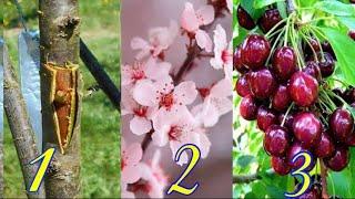 How To Graft Cherry Tree | Cheery Grafting | Beauty with Gardening