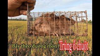 Đặt bẫy chuột theo đường mòn dính chuột chà bá| Catch mouse