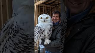 Giant owl #animalworld #discovertheunknown #explorepage