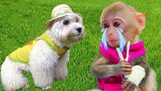 Baby monkey Bin Bin harvests meat to make boiled poodle for Amee dog