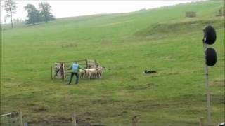 World sheepdog trials 2011, qualifying rounds. Hans Morten Eriksen and Basker