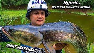 Gemetar..! Mancing di rawa liar gak nyangka dapat ikan toman monster sampai kuwalahan