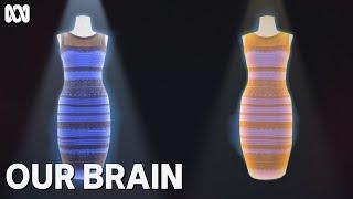 Why did some people see a gold and white dress? | Our Brain