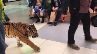 Tiger Walks on a Leash Through a Shopping Center || ViralHog