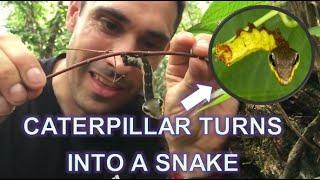 A caterpillar that camouflages itself as a snake when it feels threatened.