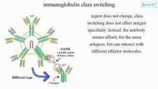 immunoglobulin class switching (English) - Medical terminology for medical students -