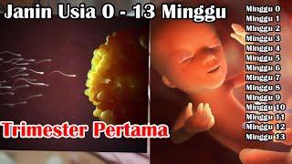 Perkembangan Janin Trimester Pertama Usia 0 - 13 Minggu | 1/3 |