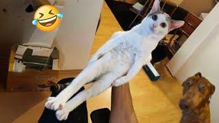 Try Not To Laugh Cats And Dogs Videos  - New Funny Animals Video 2024 #2