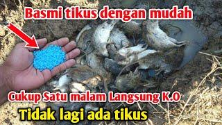 LANGSUNG K.O cukup 1× pakai Cara membasmi TIKUS SAWAH dengan mudah