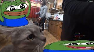 Kitty snuggies on stream