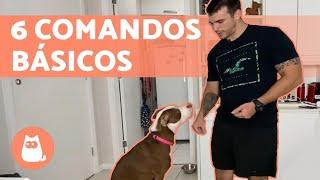 Como adestrar um cachorro  - 6 comandos básicos!