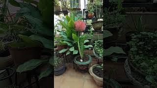 Football Lily in our Terrace Garden