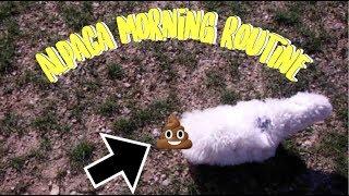 My alpaca's morning routine! | crap with liz