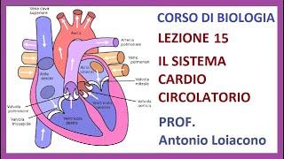 CORSO DI BIOLOGIA - Lezione 15 - Il Sistema Cardio Circolatorio