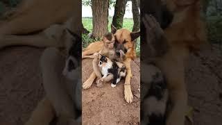 Lovely Friends #techinfo  #vk  #official #video #viral #animals #shorts  #india #share