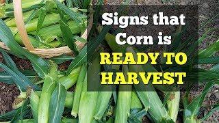 Signs that Corn is Ready to Harvest