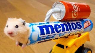 NEVER ever TRUST YOUR HAMSTER with Cola, Mentos and food #hamster #maze #story