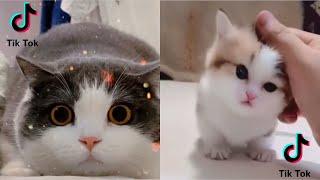 Kumpulan Kucing Lucu, Gemesin, Gemoy | Video Tik tok Kucing Lucu Viral Terbaru 2020