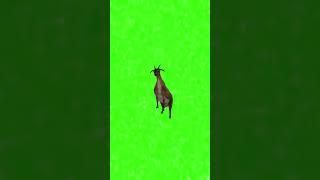 Goat dance green screen