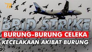 Burung-burung Penyebab Kecelakaan Pesawat