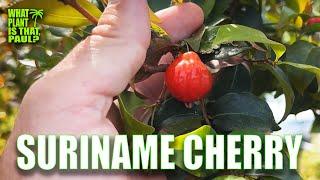 Suriname cherry and Cuban Royal Palm with Mark Lee