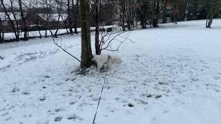 My cute pet dog Biscuit thrives in the snow in his beautiful fur coat #petdog #snowday #winter