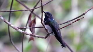 White-necked Jacobin and Long-billed Hermit hummingbirds