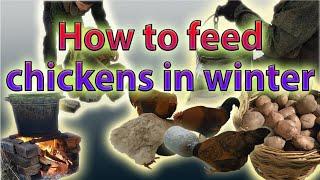 How to feed chickens in winter/Как покормить кур зимой