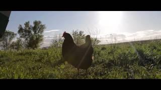 Book Family Farm + TréCreative - The Trailer