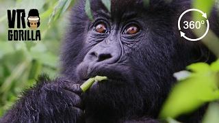 Meet The Mountain Gorillas - 360 VR Video - Short Version