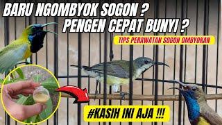 MAU SOGON OMBYOKAN CEPAT GACORINILAH 3 POINT DASAR PERAWATANYA