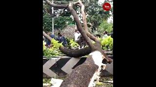 Chennai loses more than 350 trees due to Cyclone Nivar