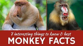 Monkeys: 7 Fun Facts about Primate Animals and Mammals