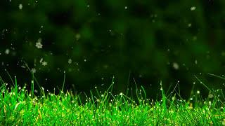 Royalty free Nature Stock Footage 1080p Hd #02