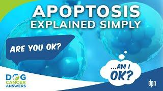 Apoptosis Explained Simply and Why It Matters in Dog Cancer | Amanda Kin, M.S.