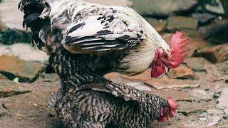 Rooster Group Mating With Single Hen & Chicken