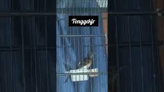 Tonggekjr ring 009 #pandumf #trotolfigter #trotolmuraibatu #birds #shorts