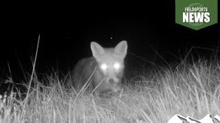 Caught on camera: fox eats curlew chicks  – Fieldsports News, 10 July 2024