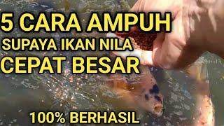 5 Cara Agar Ikan Nila Cepat Besar TERBUKTI AMPUH